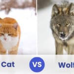 cat vs wolf