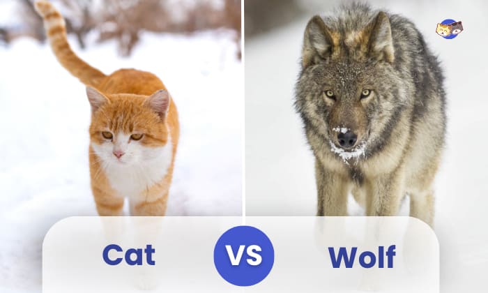 cat vs wolf