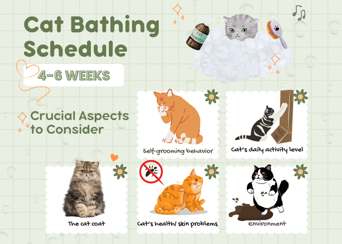 cats-bathing-schedule