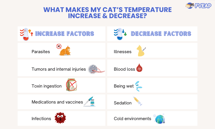 cats-body-temperature-to-fluctuate