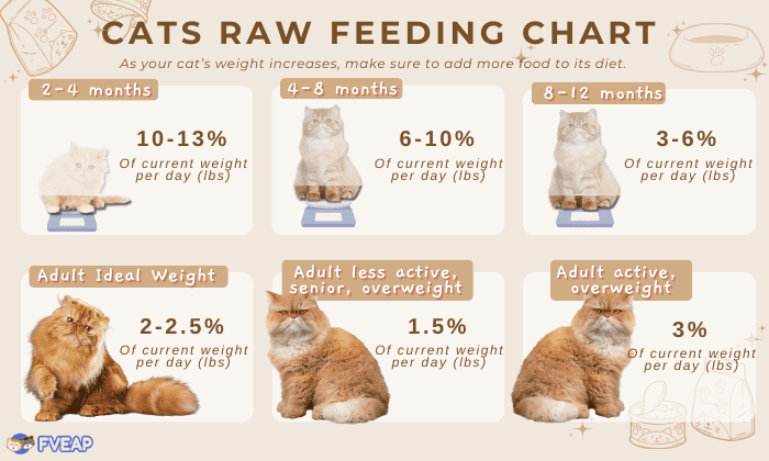cats-raw-feeding-chart-by-weight