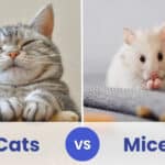 cats vs mice