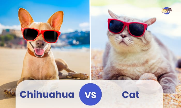 chihuahua vs cat