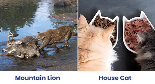 diet-of-mountain-lion-vs-house-cat