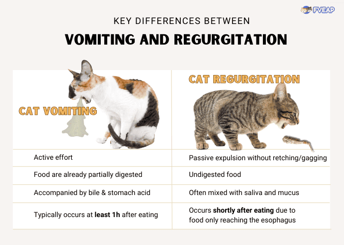 differences-between-vomiting-and-regurgitation-in-cats