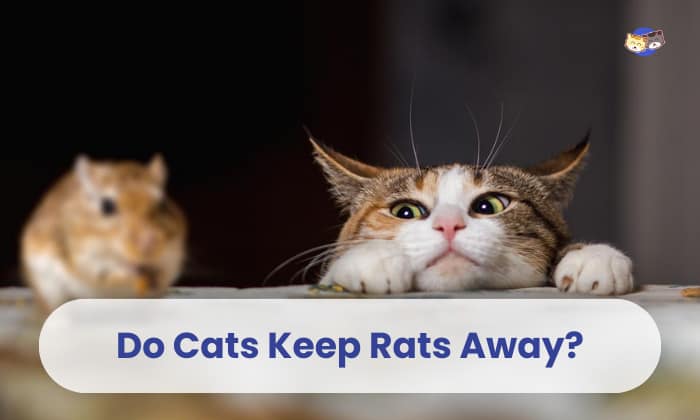 do cats keep rats away