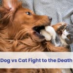 dog vs cat fight to the death