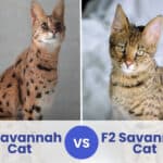 f1 vs f2 savannah cat