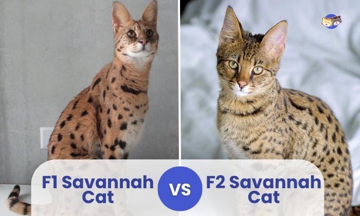 f1 vs f2 savannah cat