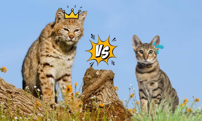 fight-between-a-bobcat-vs-Savannah-cat