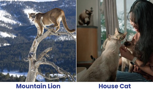 habitat-of-mountain-lion-vs-house-cat