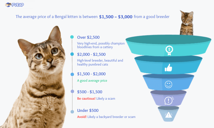how-much-does-a-bengal-cat-price
