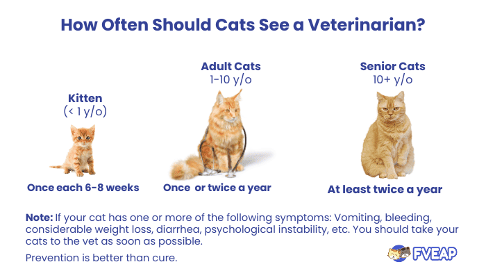 how-often-should-you-take-a-cat-to-the-vet