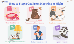 How to Stop a Cat From Meowing at Night: 6 Effective Ways