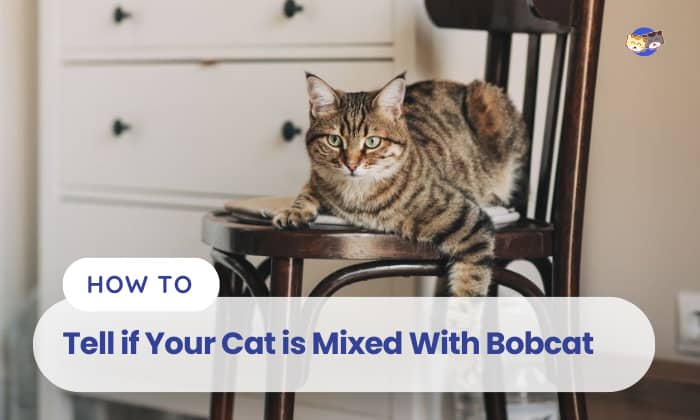 how to tell if your cat is mixed with bobcat