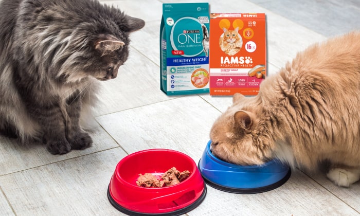iams-or-purina-one-is-better-cat-food