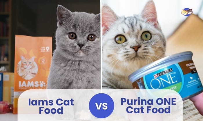 iams vs purina one cat food