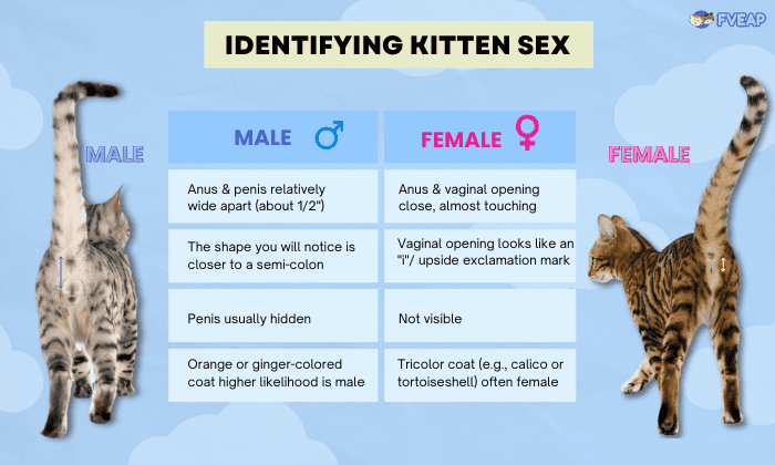 identifying-kitten-sex-by-genitals