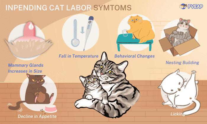 inpending-cat-labor-symtoms