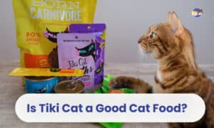 is tiki cat a good cat food