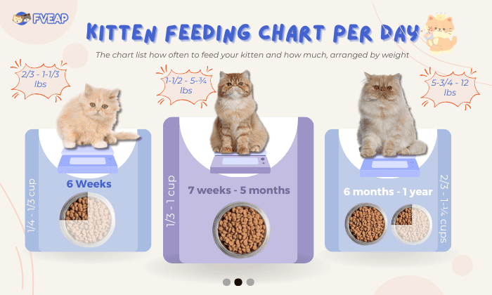 kitten-feeding-chart-per-day