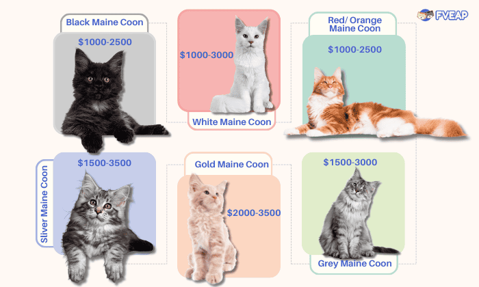 maine-coon-kitten-price-by-color