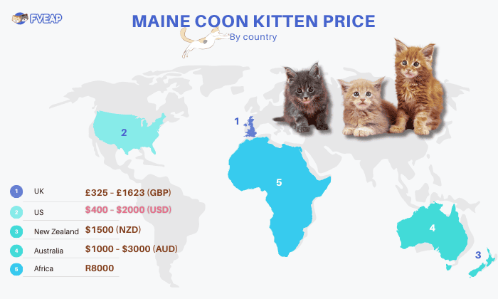 maine-coon-kitten-price-by-country