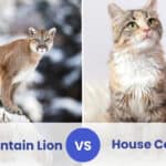 mountain lion vs house cat