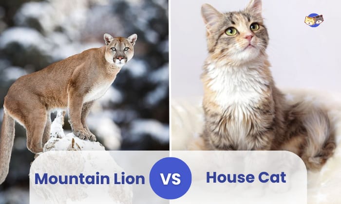 mountain lion vs house cat