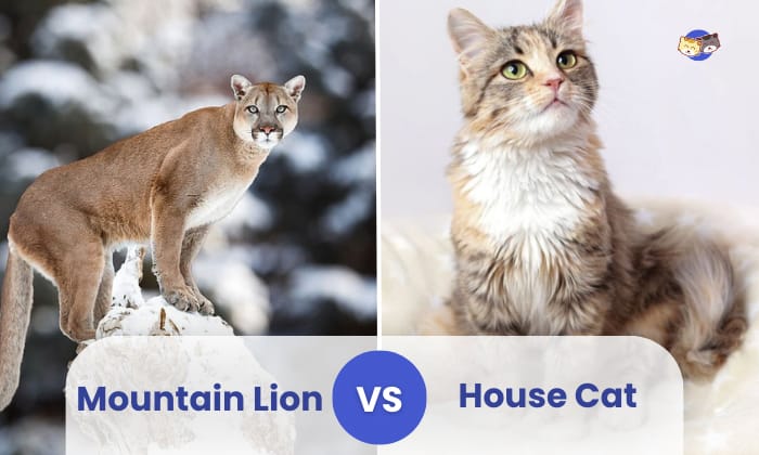 Mountain Lion Vs Bobcat