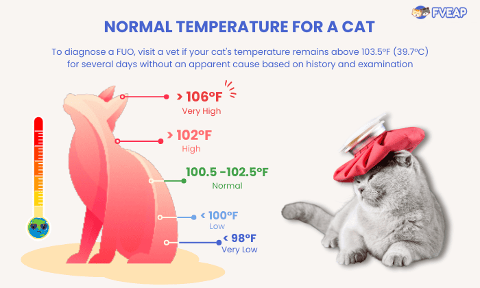 normal-temperature-for-a-cat