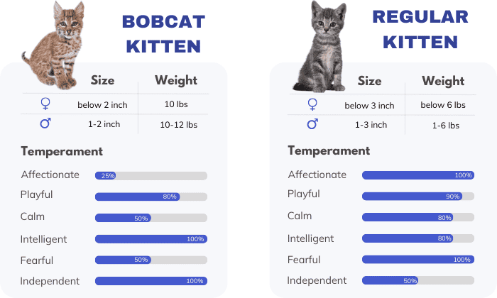 overview-of-bobcat-kitten-vs-regular-kitten