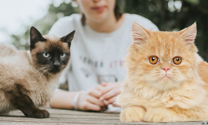 persian-cat-or-siamese-cat-is-right-option-for-you