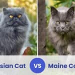persian cat vs maine coon
