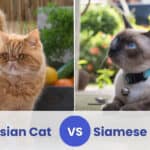 persian cat vs siamese cat