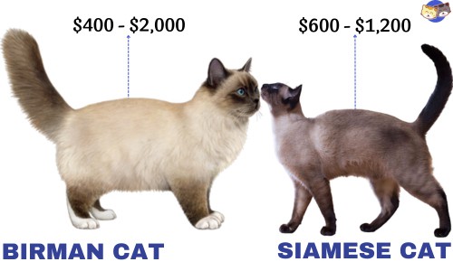 price-of-birman-vs-siamese-cat