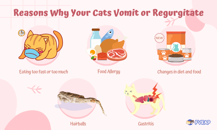 reasons-why-your-cats-vomit-or-regurgitate