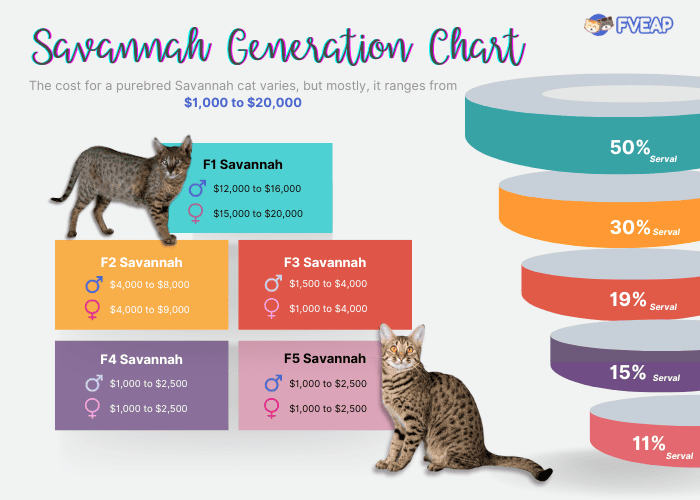 savannah-cat-price-per-generation