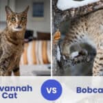 savannah cat vs bobcat
