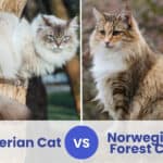 siberian vs norwegian forest cat
