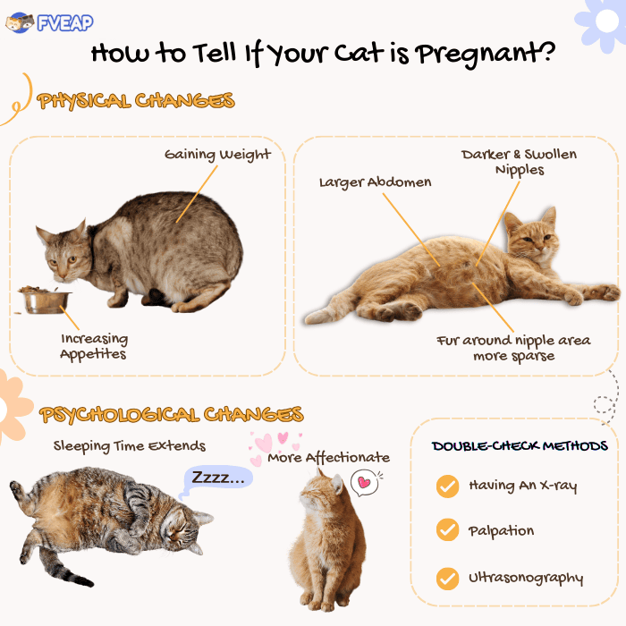 signs-to-tell-if-your-cat-is-pregnant