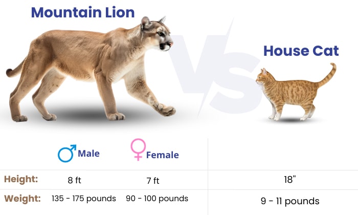 size-of-mountain-lion-vs-house-cat