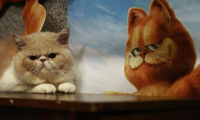 tabby-Persian-breed-that-look-like-Garfield