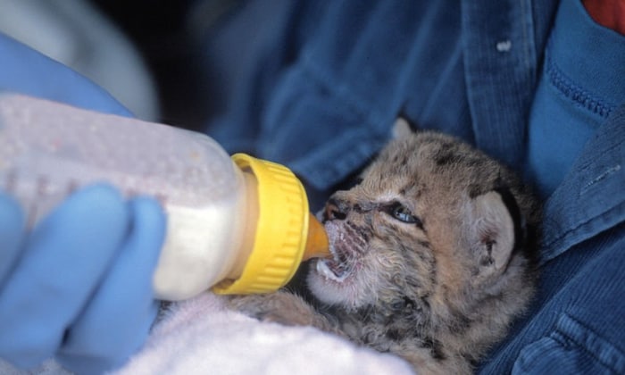 take-care-a-bobcat-kitten