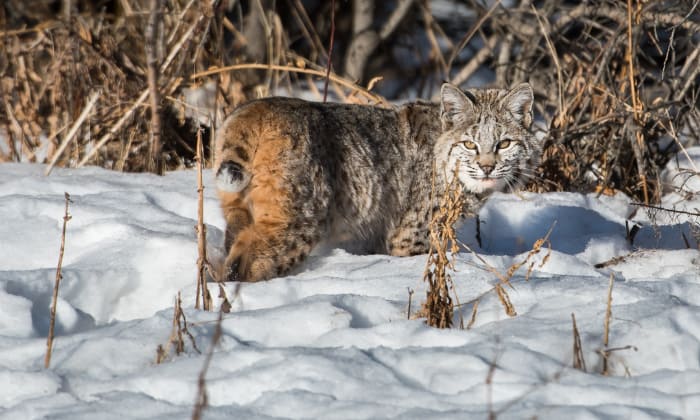 the-Truth-of-So-called-Bobcat-Hybrids