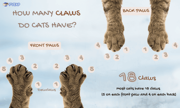 the-anatomy-of-a-cats-paw