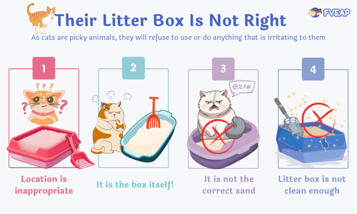 their-litter-box-is-not-right
