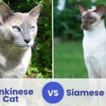tonkinese vs siamese cat