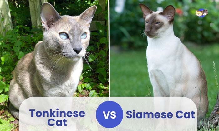 tonkinese vs siamese cat