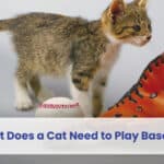 what does a cat need to play baseball